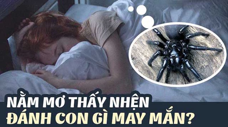 Con nhện số mấy? Mơ thấy nhện đánh con gì may mắn?