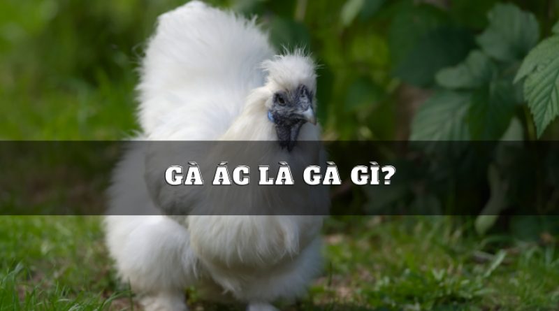 Gà Ác là gà gì? Công dụng của gà Ác với sức khỏe