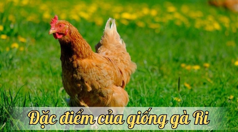 Bí kíp nuôi gà Ri – Cách chọn giống và chăm sóc hiệu quả nhất