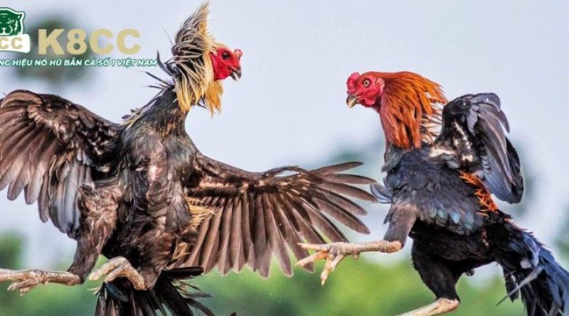 Đá Gà Lớn K8cc – Kinh nghiệm chơi thắng dễ cho dân mê gà