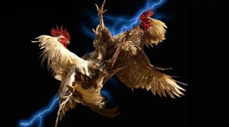 Đá gà Ev99 – Trải nghiệm Thomo, 3D pro và trực tuyến Vip