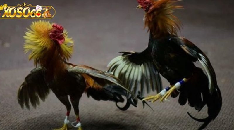 Đá Gà Xoso66 – Sân Chơi Đỉnh Cao Cho Tín Đồ Đam Mê