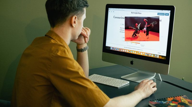 Tin tức iWin về luật đá gà miền Bắc mới nhất