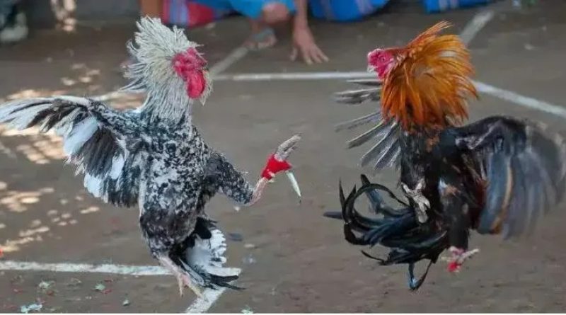 Đá Gà Cựa Dao Góc Nhìn Văn Hóa Và Trải Nghiệm